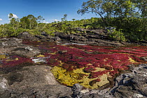 Riverweed (Macarenia clavigera) in river, Cano Cristales, Sierra De La Macarena National Park, Meta, Colombia