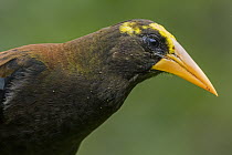 Russet-backed Oropendola (Psarocolius angustifrons), Las Tangaras Bird Reserve, Colombia