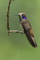 Brown Violet-ear (Colibri delphinae) hummingbird, Las Tangaras Bird Reserve, Colombia
