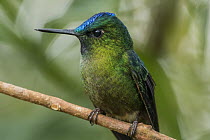Violet-tailed Sylph (Aglaiocercus coelestis) hummingbird juvenile, Las Tangaras Bird Reserve, Colombia