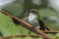 Purple-bibbed Whitetip (Urosticte benjamini) hummingbird female, Las Tangaras Bird Reserve, Colombia