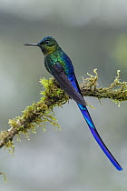 Violet-tailed Sylph (Aglaiocercus coelestis) hummingbird male, Las Tangaras Bird Reserve, Colombia
