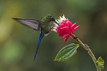 Violet-tailed Sylph (Aglaiocercus coelestis) hummingbird male feeding on flower nectar, Las Tangaras Bird Reserve, Colombia