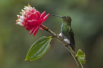 Greenish Puffleg (Haplophaedia aureliae) hummingbird, Las Tangaras Bird Reserve, Colombia