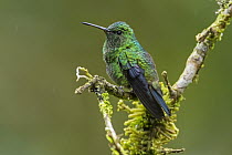 Steely-vented Hummingbird (Amazilia saucerrottei), Las Tangaras Bird Reserve, Colombia