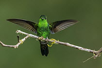 Steely-vented Hummingbird (Amazilia saucerrottei) landing, Las Tangaras Bird Reserve, Colombia