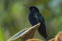 Velvet-purple Coronet (Boissonneaua jardini) hummingbird, Las Tangaras Bird Reserve, Colombia