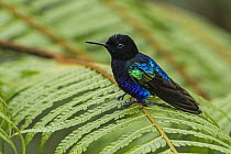 Velvet-purple Coronet (Boissonneaua jardini) hummingbird, Las Tangaras Bird Reserve, Colombia