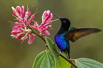 Velvet-purple Coronet (Boissonneaua jardini) hummingbird feeding on flower nectar, Las Tangaras Bird Reserve, Colombia