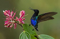 Velvet-purple Coronet (Boissonneaua jardini) hummingbird in defensive posture, Las Tangaras Bird Reserve, Colombia
