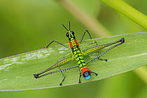 Grasshopper (Paramastax rosenbergi), Las Tangaras Bird Reserve, Colombia