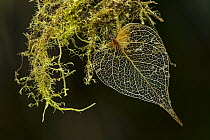 Leaf skeleton, Las Tangaras Bird Reserve, Colombia