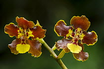 Orchid (Odontoglossum sp) flowers, Las Tangaras Bird Reserve, Colombia
