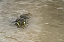 Edible Bullfrog (Pyxicephalus edulis) in waterhole, Marakele National Park, Limpopo, South Africa
