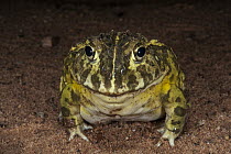 Edible Bullfrog (Pyxicephalus edulis), Marakele National Park, Limpopo, South Africa