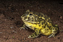Edible Bullfrog (Pyxicephalus edulis), Marakele National Park, Limpopo, South Africa