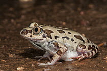 Senegal Running Frog (Kassina senegalensis), Marakele National Park, Limpopo, South Africa
