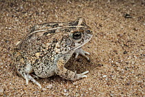 Eastern Leopard Toad (Amietophrynus pardalis), Marakele National Park, Limpopo, South Africa
