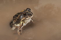 Tremolo Sand Frog (Tomopterna cryptotis) in waterhole, Marakele National Park, Limpopo, South Africa