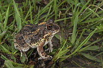 Tremolo Sand Frog (Tomopterna cryptotis), Marakele National Park, Limpopo, South Africa