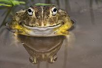 Edible Bullfrog (Pyxicephalus edulis) in waterhole, Marakele National Park, Limpopo, South Africa