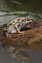 Senegal Running Frog (Kassina senegalensis), Marakele National Park, Limpopo, South Africa
