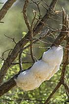 Grey Tree Frog (Chiromantis xerampelina) with foam nest, Marakele National Park, Limpopo, South Africa