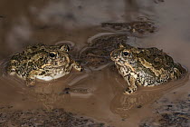 Tremolo Sand Frog (Tomopterna cryptotis) pair, Marakele National Park, Limpopo, South Africa