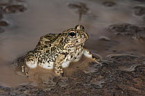 Tremolo Sand Frog (Tomopterna cryptotis), Marakele National Park, Limpopo, South Africa