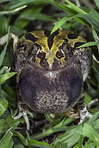 Senegal Running Frog (Kassina senegalensis) calling, Marakele National Park, Limpopo, South Africa