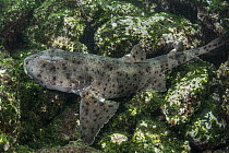 Galapagos Bullhead Shark (Heterodontus quoyi), Punta Moreno, Isabela Island, Galapagos Islands, Ecuador