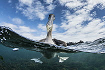 Brown Pelican (Pelecanus occidentalis) on water, Urbina Bay, Isabela Island, Galapagos Islands, Ecuador