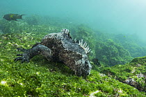 Marine Iguana (Amblyrhynchus cristatus) grazing on algae, Fernandina Island, Galapagos Islands, Ecuador