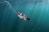 Galapagos Penguin (Spheniscus mendiculus), Tagus Cove, Isabela Island, Galapagos Islands, Ecuador