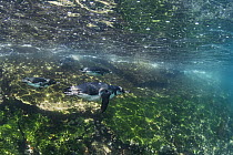Galapagos Penguin (Spheniscus mendiculus) group swimming near shore, Tagus Cove, Isabela Island, Galapagos Islands, Ecuador