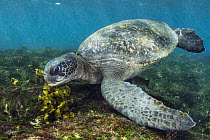 Pacific Green Sea Turtle (Chelonia mydas agassizi) in water, Puerto Egas, Santiago Island, Galapagos Islands, Ecuador