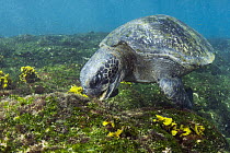 Pacific Green Sea Turtle (Chelonia mydas agassizi) grazing on algae, Puerto Egas, Santiago Island, Galapagos Islands, Ecuador