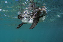 Galapagos Penguin (Spheniscus mendiculus) in water, Bartolome Island, Galapagos Islands, Ecuador