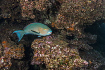 Blue-barred Parrotfish (Scarus ghobban), Rabida Island, Galapagos Islands, Ecuador