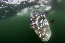 Southern Ocean Sunfish (Mola ramsayi), Punta Vicente Roca, Isabela Island, Galapagos Islands, Ecuador