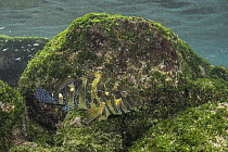 Hieroglyphic Hawkfish (Cirrhitus rivulatus) camouflaged in rocks, Puerto Egas, Santiago Island, Galapagos Islands, Ecuador