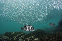 Leather Bass (Dermatolepis dermatolepis) pair and baitfish, Buccaneer Cove, Santiago Island, Galapagos Islands, Ecuador