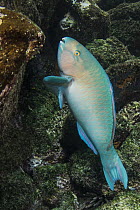 Blue-barred Parrotfish (Scarus ghobban), North Seymour Island, Galapagos Islands, Ecuador