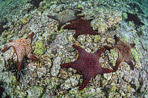 Cortez Starfish (Pentaceraster cumingi) group, Rabida Island, Galapagos Islands, Ecuador