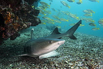 White-tip Reef Shark (Triaenodon obesus), Rabida Island, Galapagos Islands, Ecuador