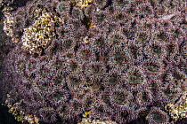 Sea Anemone (Anthopleura dowii) group, Tagus Cove, Isabela Island, Galapagos Islands, Ecuador