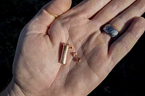 Copper bullet after going through bullet trap, Bemidji, Minnesota