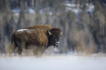 American Bison (Bison bison) in winter, Lamar Valley, Yellowstone National Park, Wyoming