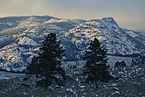 Alpenglow on mountains in winter, Yellowstone National Park, Wyoming