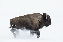 American Bison (Bison bison) running in snow, Lamar Valley, Yellowstone National Park, Wyoming